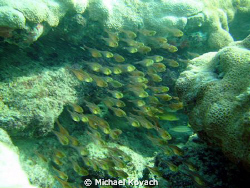 Sweepers on the Inside Reef at Lauderdale by the Sea. by Michael Kovach 